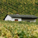Come si fa a riconoscere un buon vino?